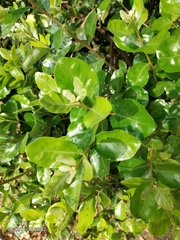 Elaeagnus oldhamii