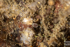 Diaphorodoris luteocincta