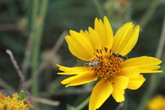 Scythris trivinctella