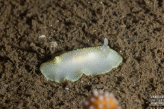 Cadlina laevis