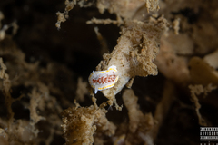 Diaphorodoris luteocincta