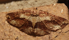 Cleora injectaria