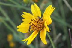 Scythris trivinctella