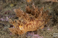Dendronotus europaeus