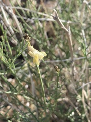 Astragalus filipes