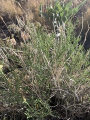 Astragalus filipes