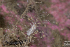 Eubranchus vittatus