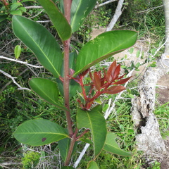 Acokanthera oppositifolia