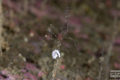 Eubranchus vittatus