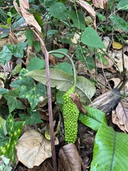Amorphophallus
