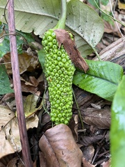 Amorphophallus