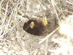 Vespula germanica