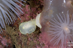 Cadlina laevis