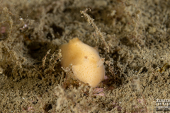 Jorunna tomentosa