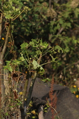 Pittocaulon praecox