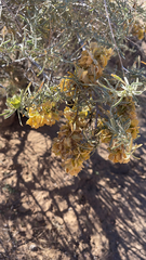 Atriplex canescens
