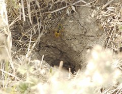 Vespula germanica