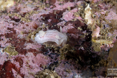 Goniodoris nodosa