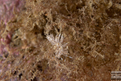 Eubranchus vittatus