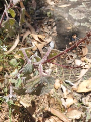 Coleus habrophyllus