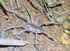 Pavocosa
