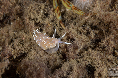 Facelina bostoniensis