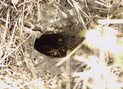 Vespula germanica