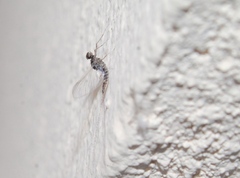 Callibaetis pictus
