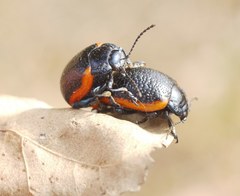 Stichoptera
