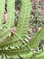 Pelazoneuron kunthii