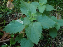 Lamium album