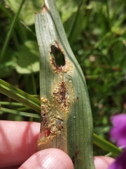 Puccinia sessilis
