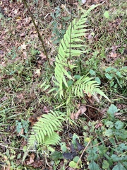 Pelazoneuron kunthii