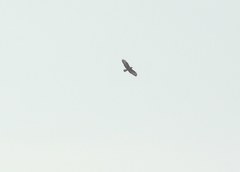 Buteo buteo