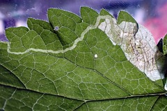 Amauromyza labiatarum
