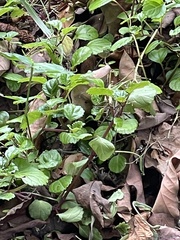 Plectranthus verticillatus