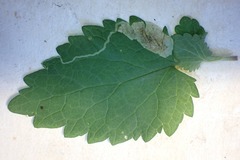 Amauromyza labiatarum