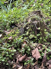 Plectranthus verticillatus