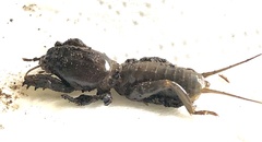 Gryllotalpa