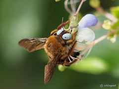 Xylocopa phalothorax