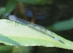 Enallagma cardenium