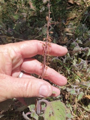 Coleus habrophyllus