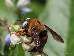 Xylocopa phalothorax