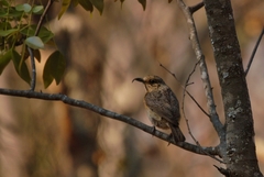 Monticola angolensis