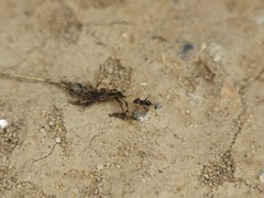 Cataglyphis aenescens