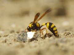 Katamenes dimidiatus