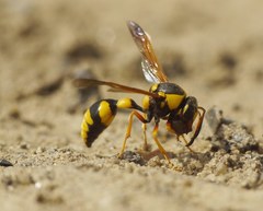 Katamenes dimidiatus