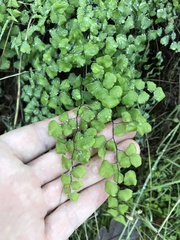 Adiantum jordanii