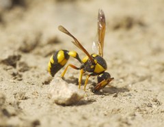 Katamenes dimidiatus