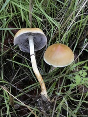 Leratiomyces